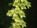 Digitalis lutea